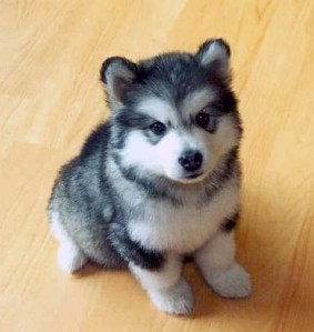 pomsky puppies